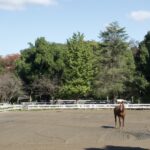 犬も入れる！本物の馬にも会える根岸競馬記念公苑を散策【横浜でおすすめの公園】