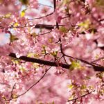 【2022河津桜】いちご狩りからの三浦海岸の河津桜コースで春を満喫してきたよ【後半】おすすめアクティビティ