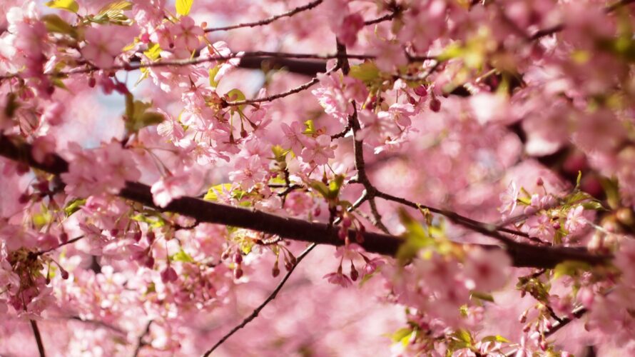 【2022河津桜】いちご狩りからの三浦海岸の河津桜コースで春を満喫してきたよ【後半】おすすめアクティビティ